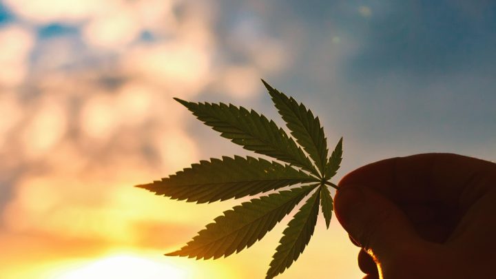 South Australia Is No Longer the Chill, Weed Loving State It Once Was