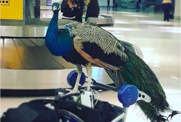 RIP Dexter, the Emotional Support Peacock Who Was too Fabulous to Fly