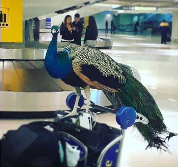 RIP Dexter, the Emotional Support Peacock Who Was too Fabulous to Fly