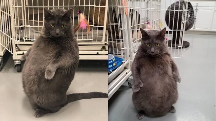 Please Adopt Bruno, the World’s Most High-Maintenance Cat