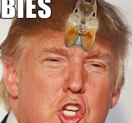 The blind orange squirrel on Trump’s scalp finds a nut