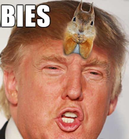 The blind orange squirrel on Trump’s scalp finds a nut