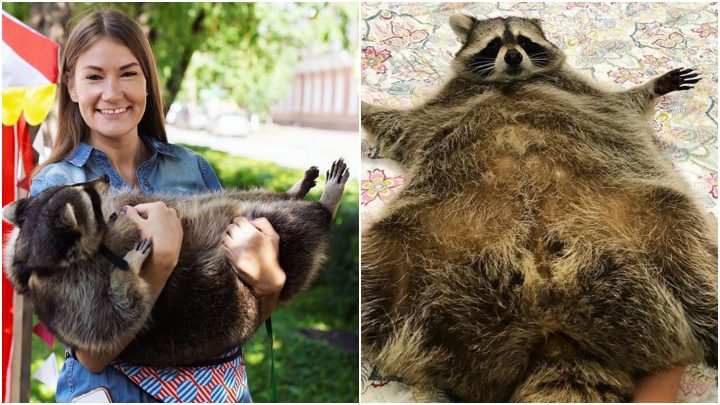 This Adorable Fat Russian Raccoon Has the Best Account on Instagram