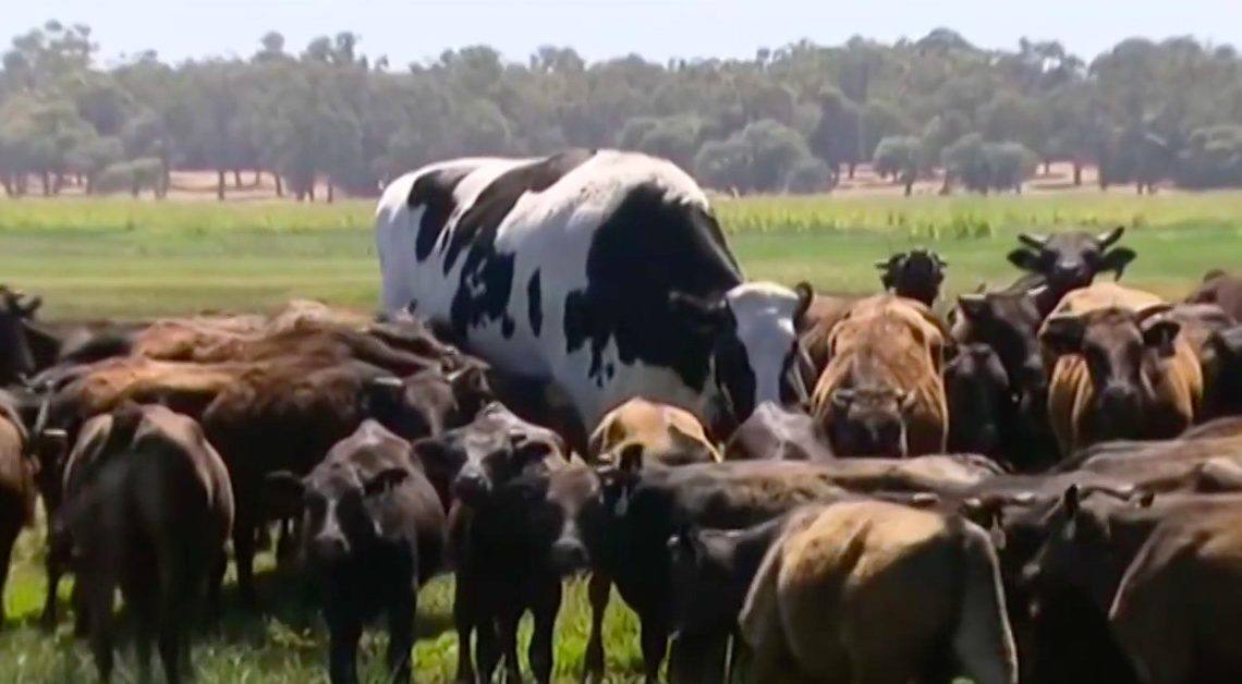 Knickers the Massive Cow Is Here to Make 2018 Worth It