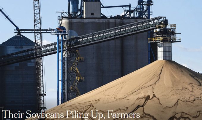 Soybeans Pile Up, So Do Worries of Bean Rot