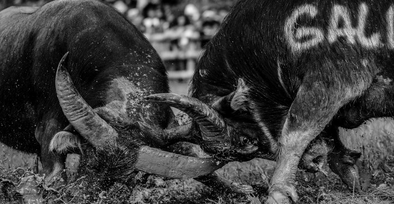 Stunning Photos of Indonesia’s Brutal Buffalo Fights