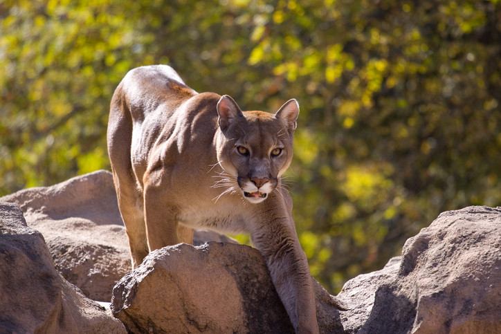 This Guy Got Attacked by a Mountain Lion and Killed It with His Bare Hands