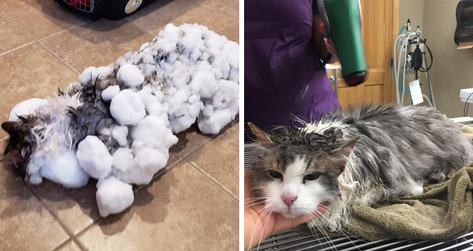Extremely Metal Cat Survives Being Frozen Solid