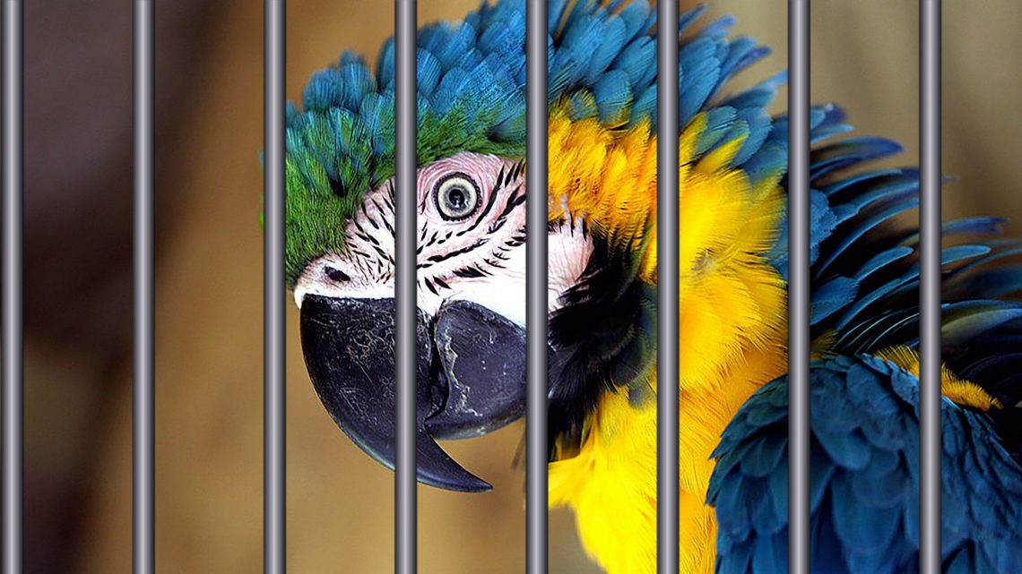 A Parrot Got Detained for Yelling ‘Police’ to Warn Its ...