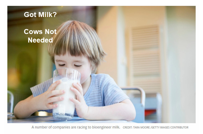Got Milk? Cows, Not Needed: Scientists Bioengineer Milk