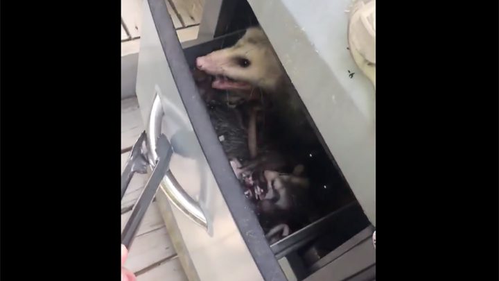 My Drug of Choice Is This Video of an Opossum Family in Some Lady’s Grill