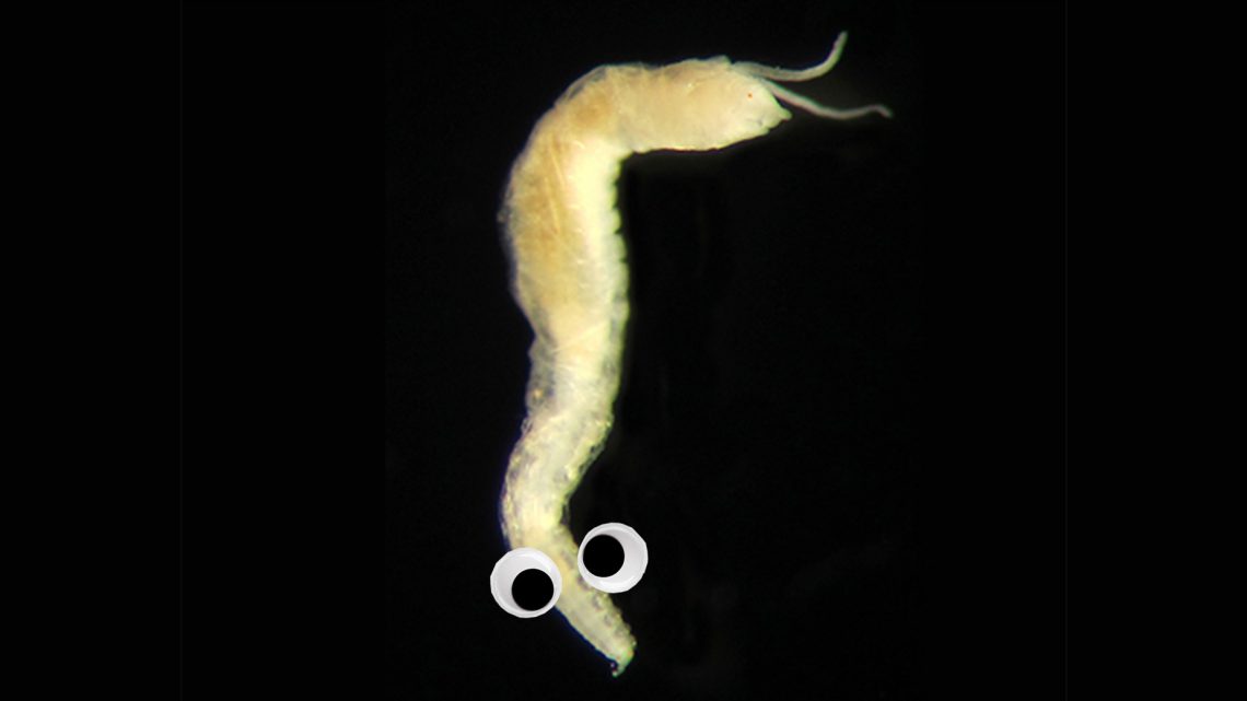 This Scottish Worm Has Eyes on Its Butt