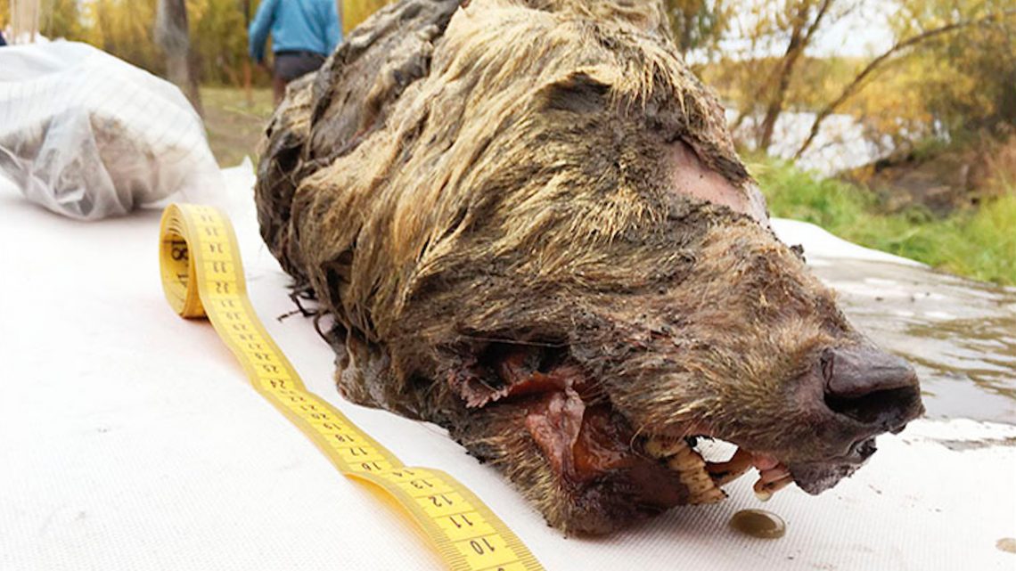 This 40,000-Year-Old Wolf Head Was Found in Siberian Permafrost