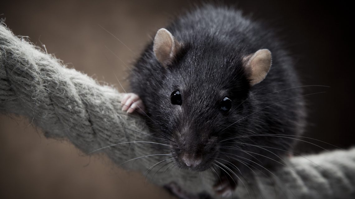 GREAT NEWS: You Can Now Pay $50 to Hang Out in a Cafe Full of Live Rats