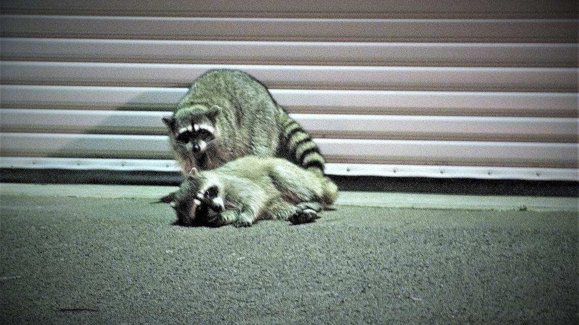 Highly Relatable Raccoons Busted for Being Day-Drunk in Residential Neighborhood