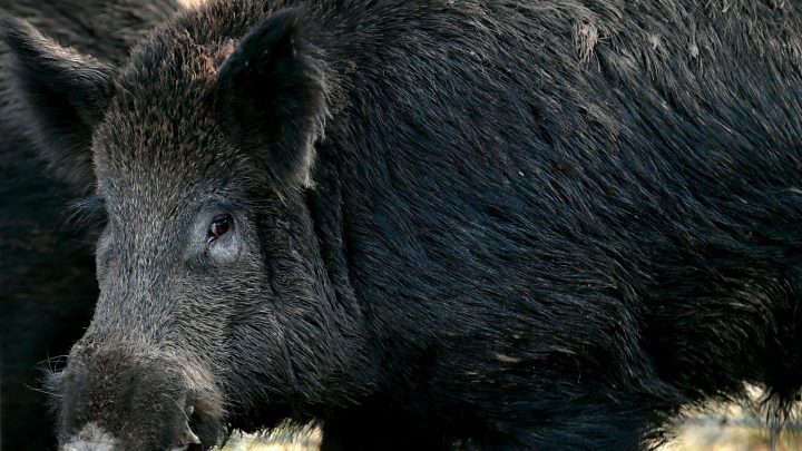 This Is a Story About Italian Coke Dealers, $22,000 in Hidden Drugs, and Feral Hogs