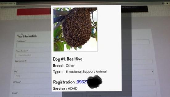 An Arizona Man Registered an Actual Beehive as a Service Animal