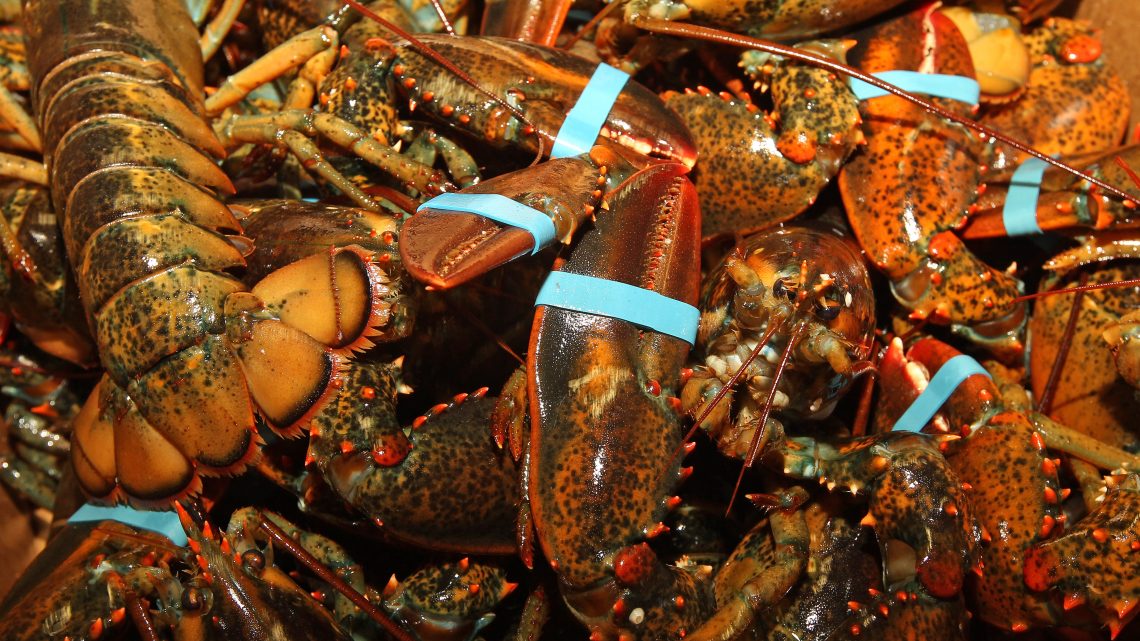 Workers Chase Man Who Stole $10K Worth of Live Lobsters in Most Boston Situation Ever