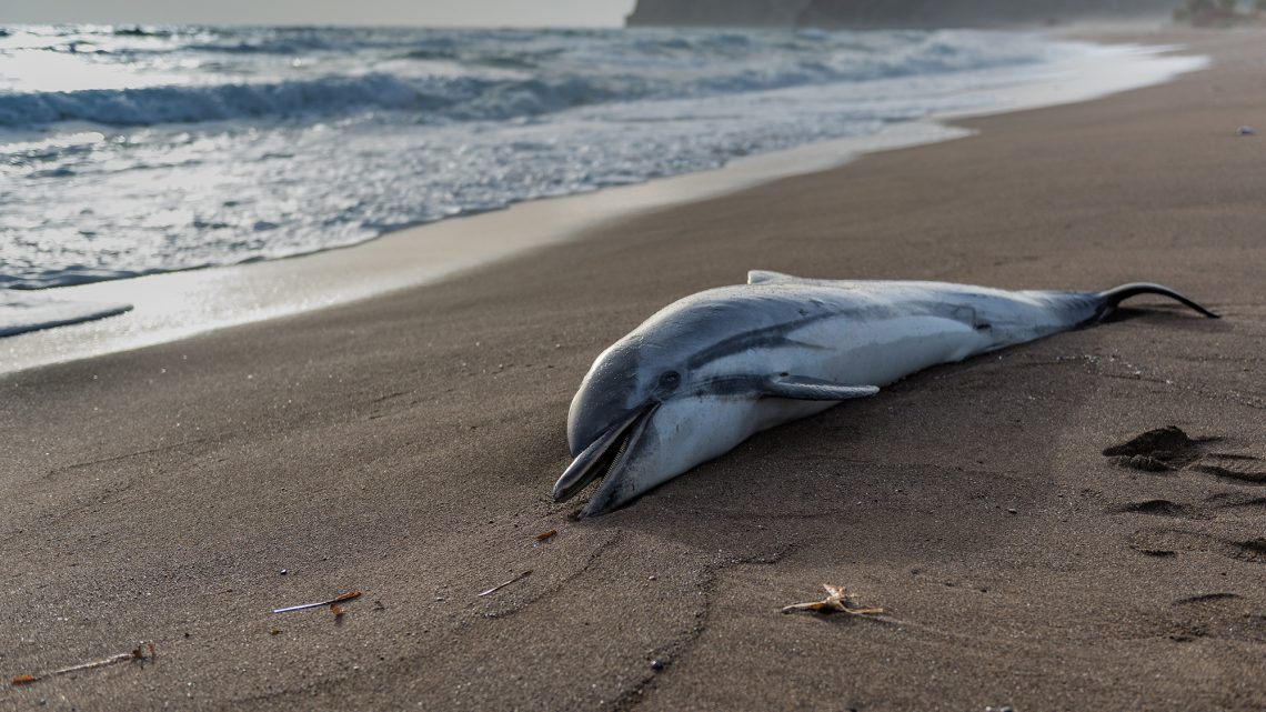 ‘Naked and Afraid’ Star Investigated After Eating Dead Baby Dolphin on California Beach