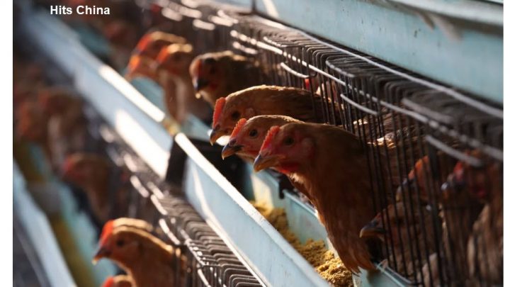 Bird Flu Outbreak: 4,500 of 7,850 Chickens Died of Contagion