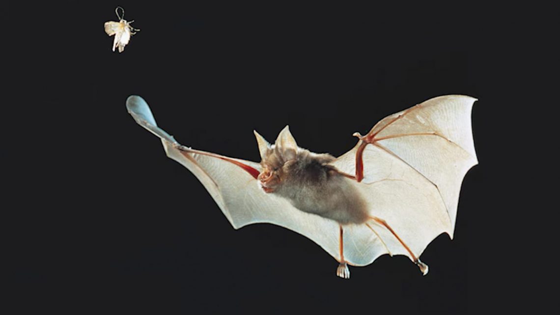 Here’s How Scientists Are Tracking Coronavirus — From Bats to New Yorkers