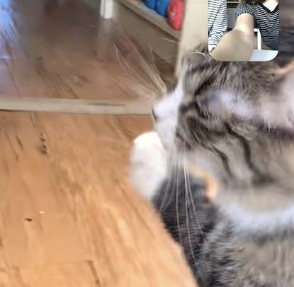 I Video Chatted with a Cat and Now She’s Mine