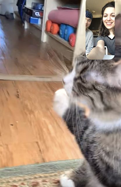 I Video Chatted with a Cat and Now She’s Mine