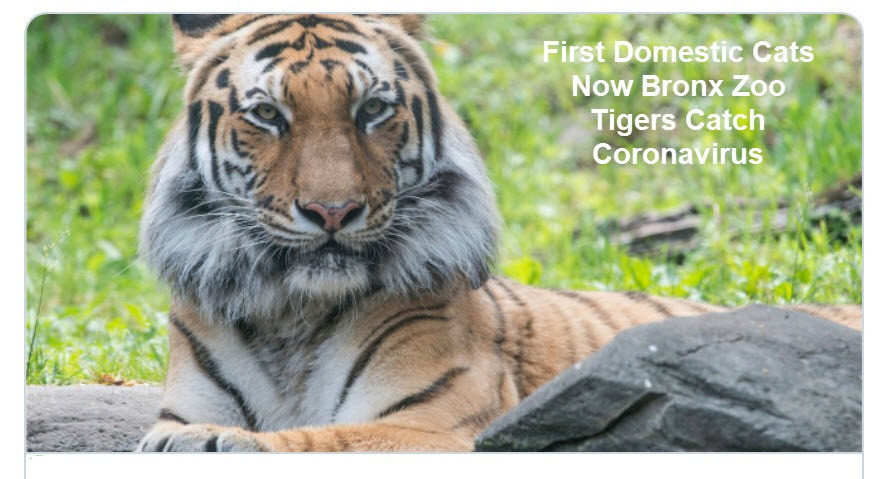 A Bronx Zoo Tiger Tests Positive for Coronavirus