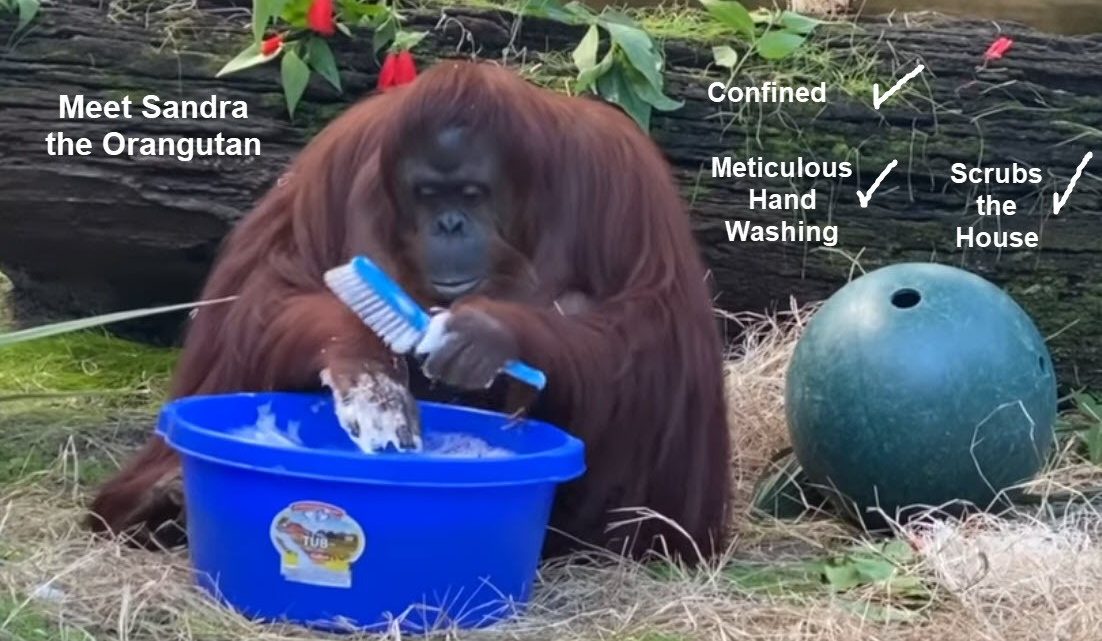 What Can Orangutans Teach Humans About the Coronavirus Threat?