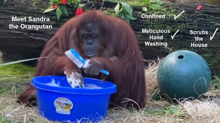 What Can Orangutans Teach Humans About the Coronavirus Threat?