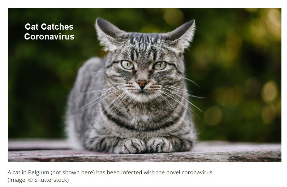 Cat Catches Coronavirus, Quarantined for Two Weeks