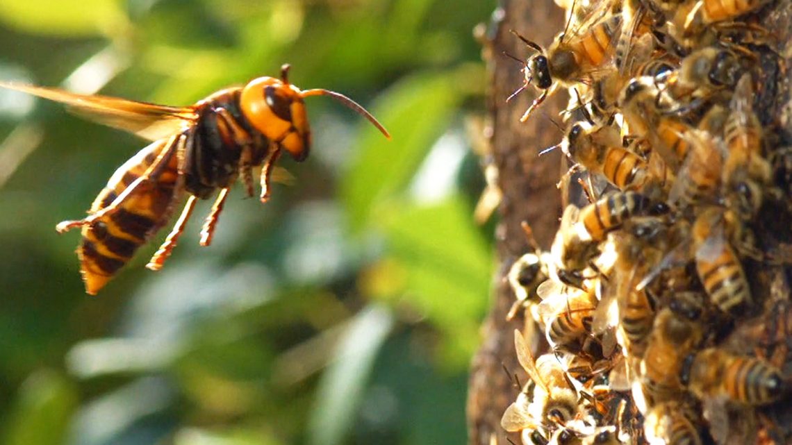 Watch a ‘Murder Hornet’ Destroy an Entire Honeybee Hive