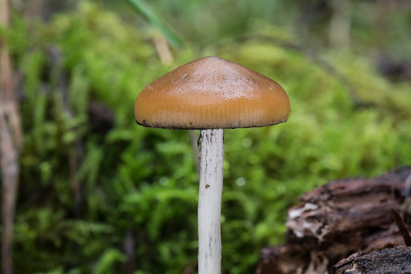 wood-lovers mushroom