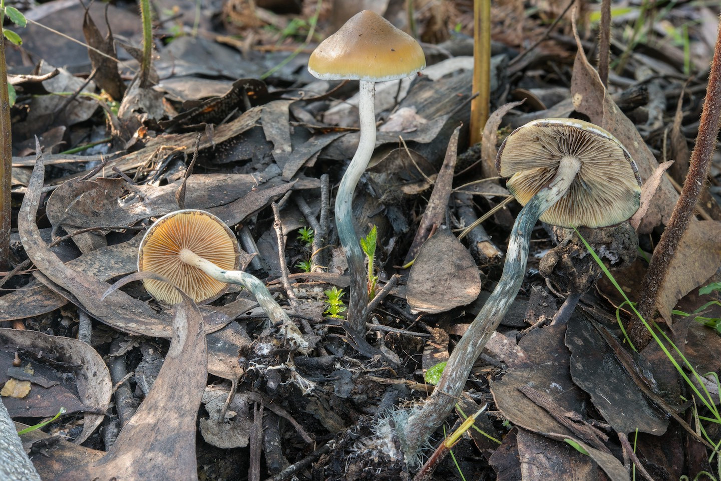 wood-lovers mushrooms