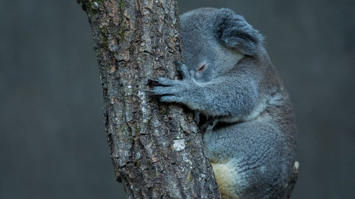 Koalas Face Extinction by 2050 in Parts of Australia, Inquiry Finds