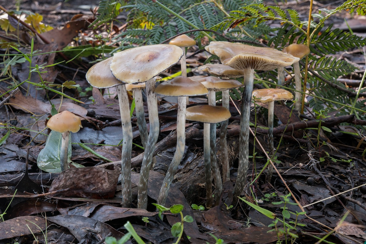 wood-lovers mushrooms