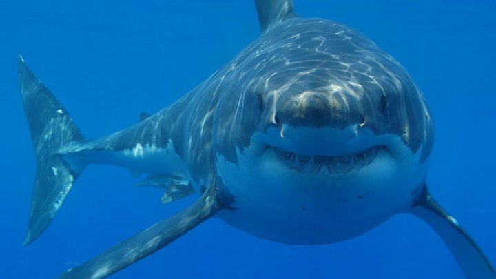 A Filmmaker Shooting a Shark Documentary was Attacked by a Shark on Her Day Off