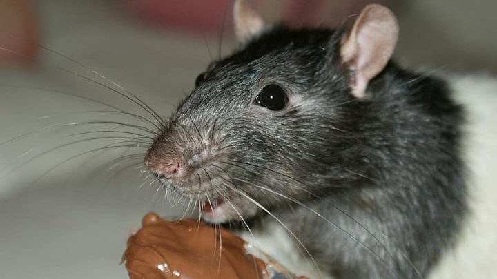 Hungry, Cannibalistic Rats Are Taking Over Australia’s Shuttered Cities