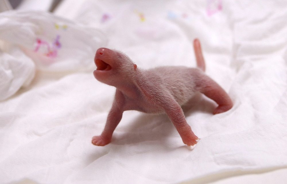 South Korea Celebrates First-Ever Giant Panda Birth. And Yes, It’s Adorable.