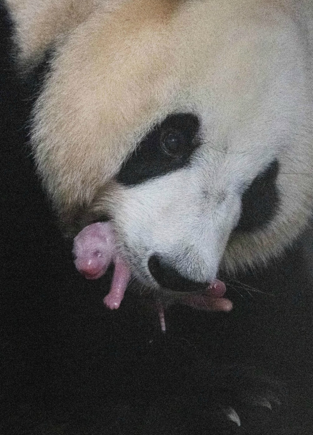 The giant panda and cub