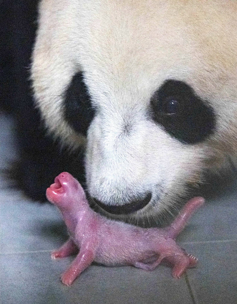 The mama panda and baby panda