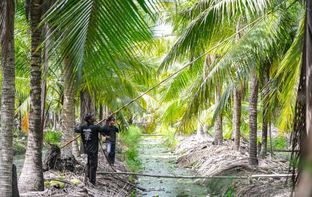 PETA Lies About Thai Coconuts Exposes Western Fake News (Again)