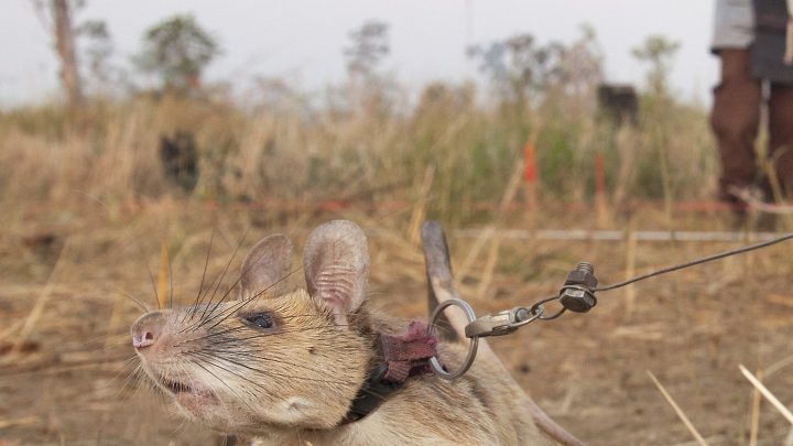 This ‘Hero Rat’ Is Saving Cambodia, One Landmine at a Time