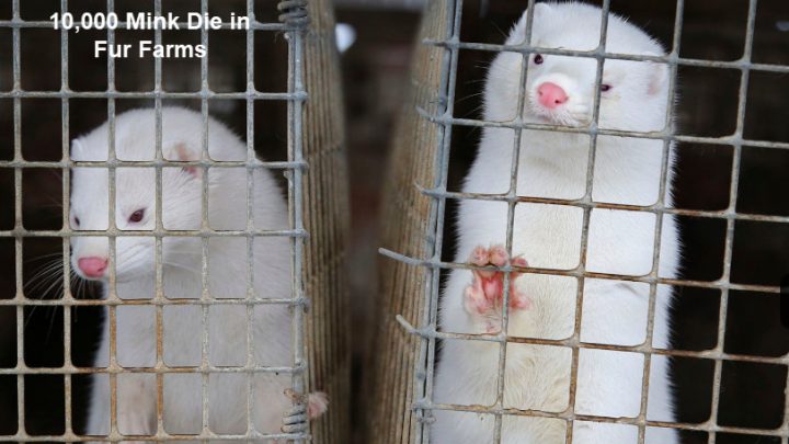 10,000 Mink Die From Covid Spread by Humans