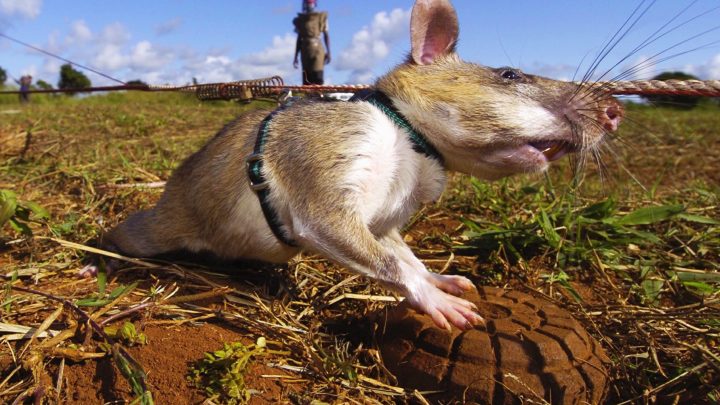 Giant Rats Are Sniffing Out Landmines and Tuberculosis