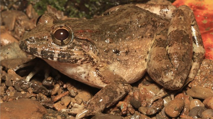 Check Out This ‘Freaky’ New Frog Species Found Hiding in Plain Sight